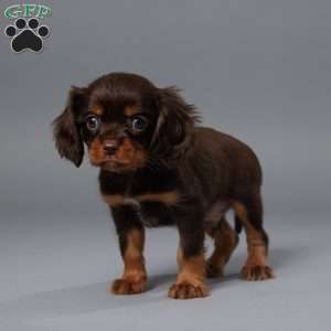 Oscar, Cavalier King Charles Spaniel Puppy